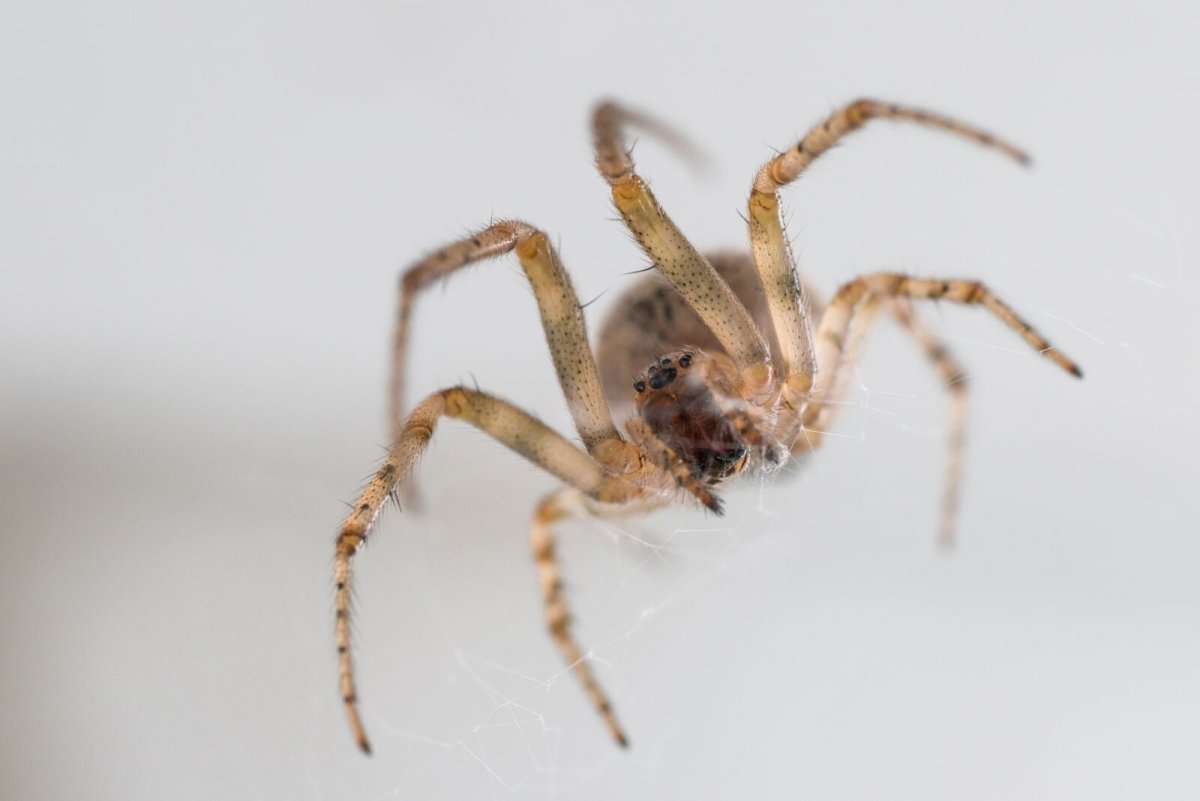 Южнорусский Тарантул Мизгирь