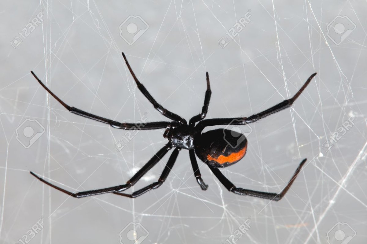 Анатомия паука птицееда