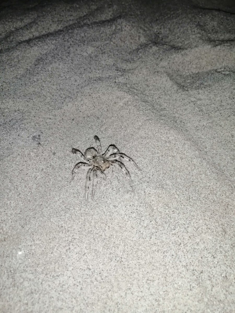 Phidippus Adumbratus