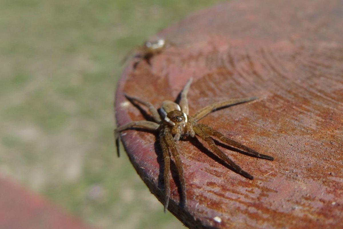 Паук кругопряд полосатый