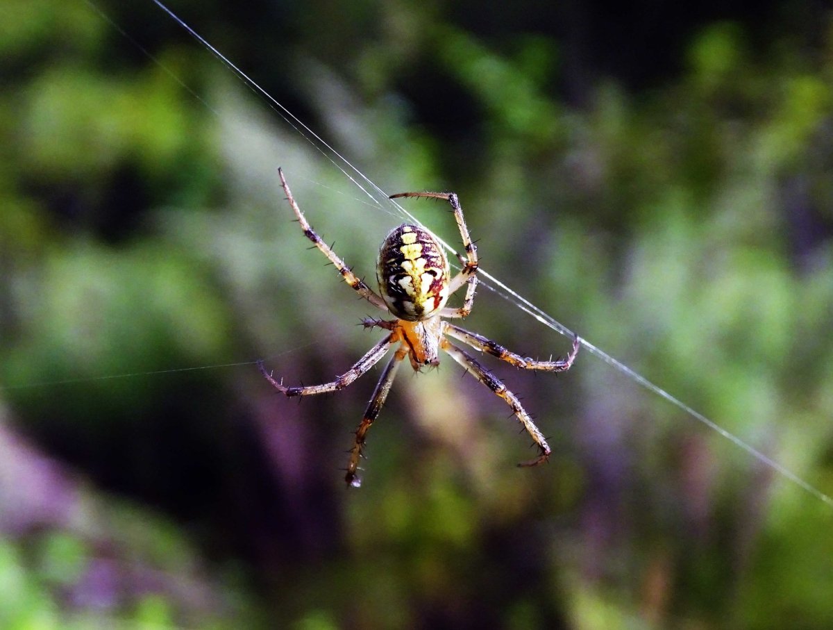 Araneus diadematus паук крестовик