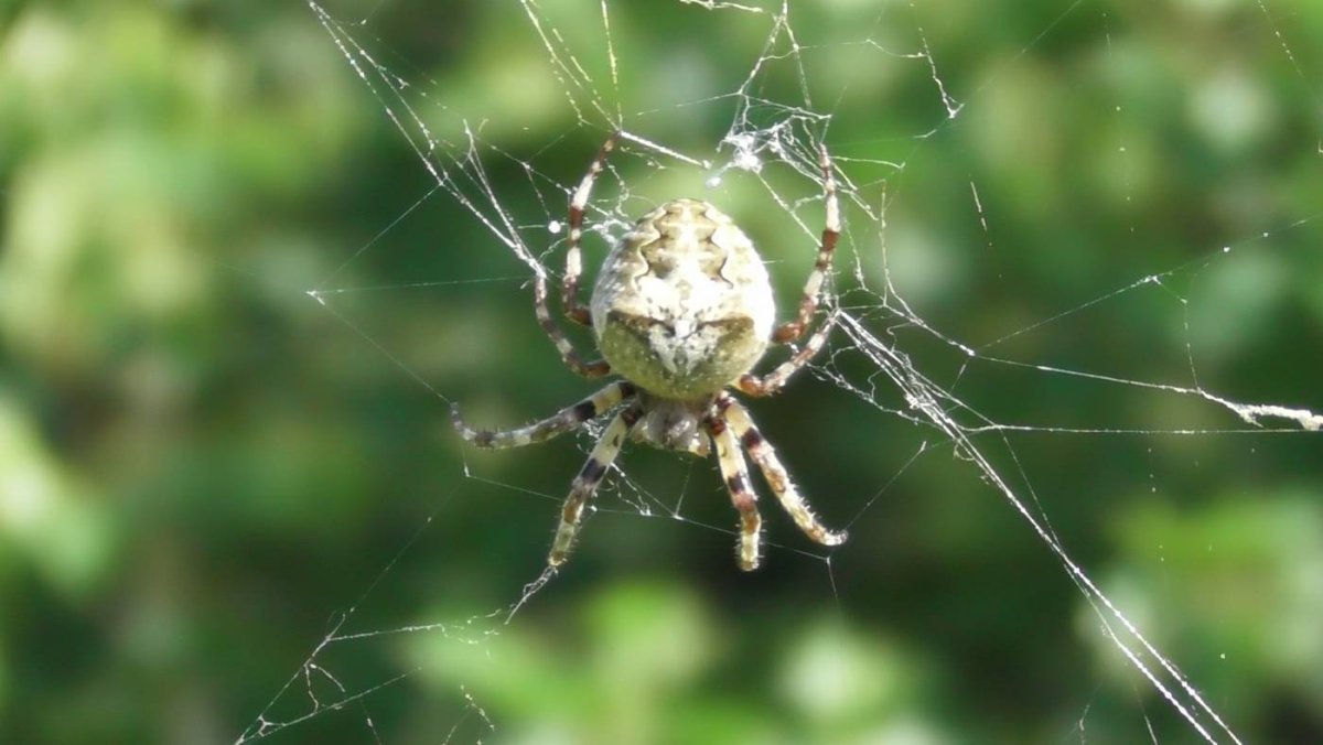 Lycosa erythrognatha