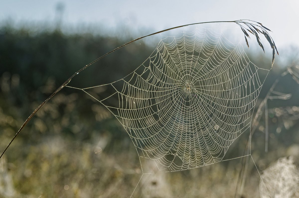Тарантул паук Алтайский