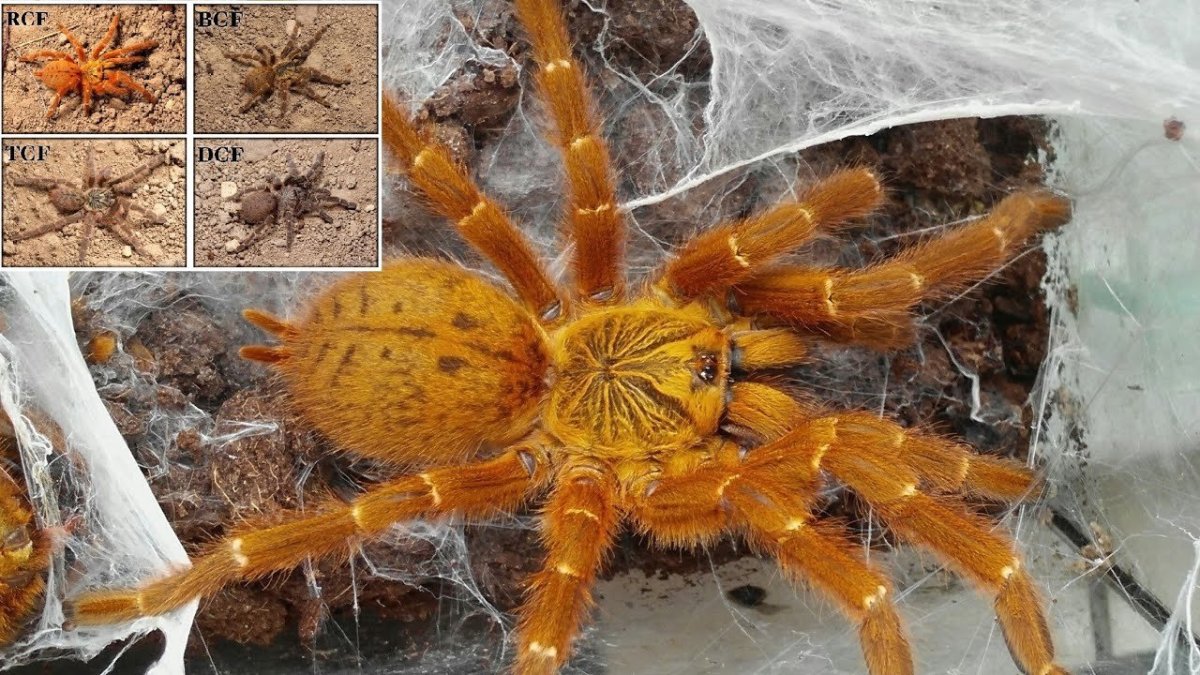 Araneus diadematus - крестовик