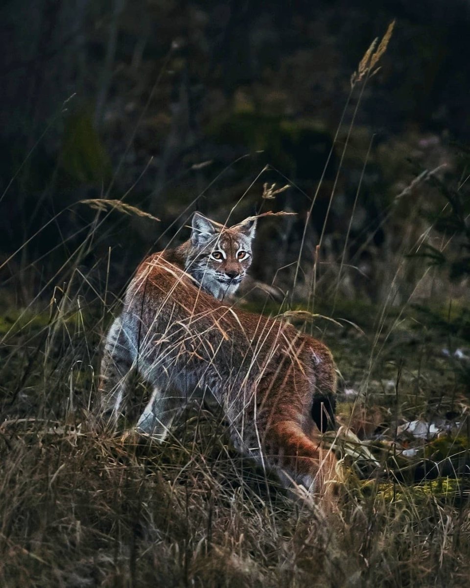 Рысь в лесу