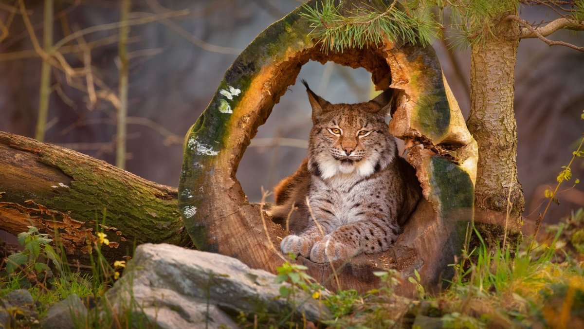 Таежная Рысь