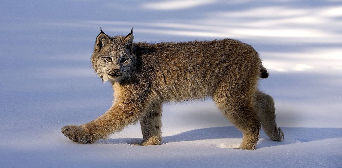 Полярная Рысь