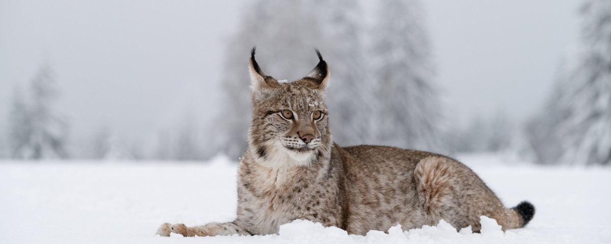 Рысь в Иркутской области
