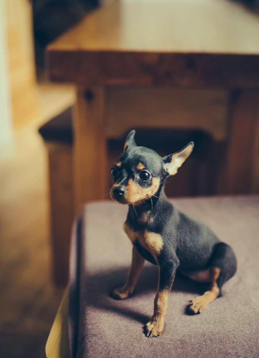 Вязаные собачки мини