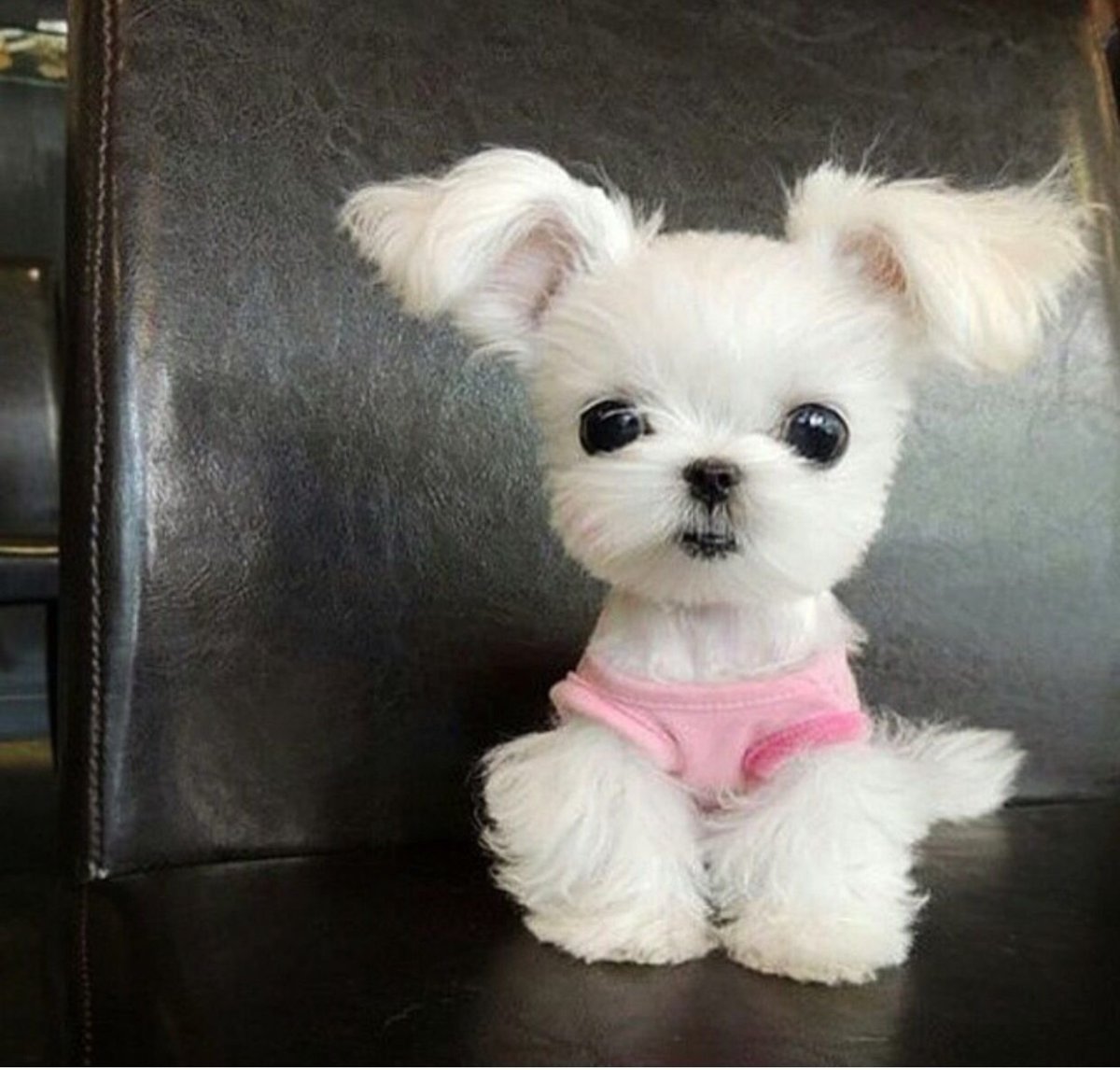 Мальтийская болонка карманная