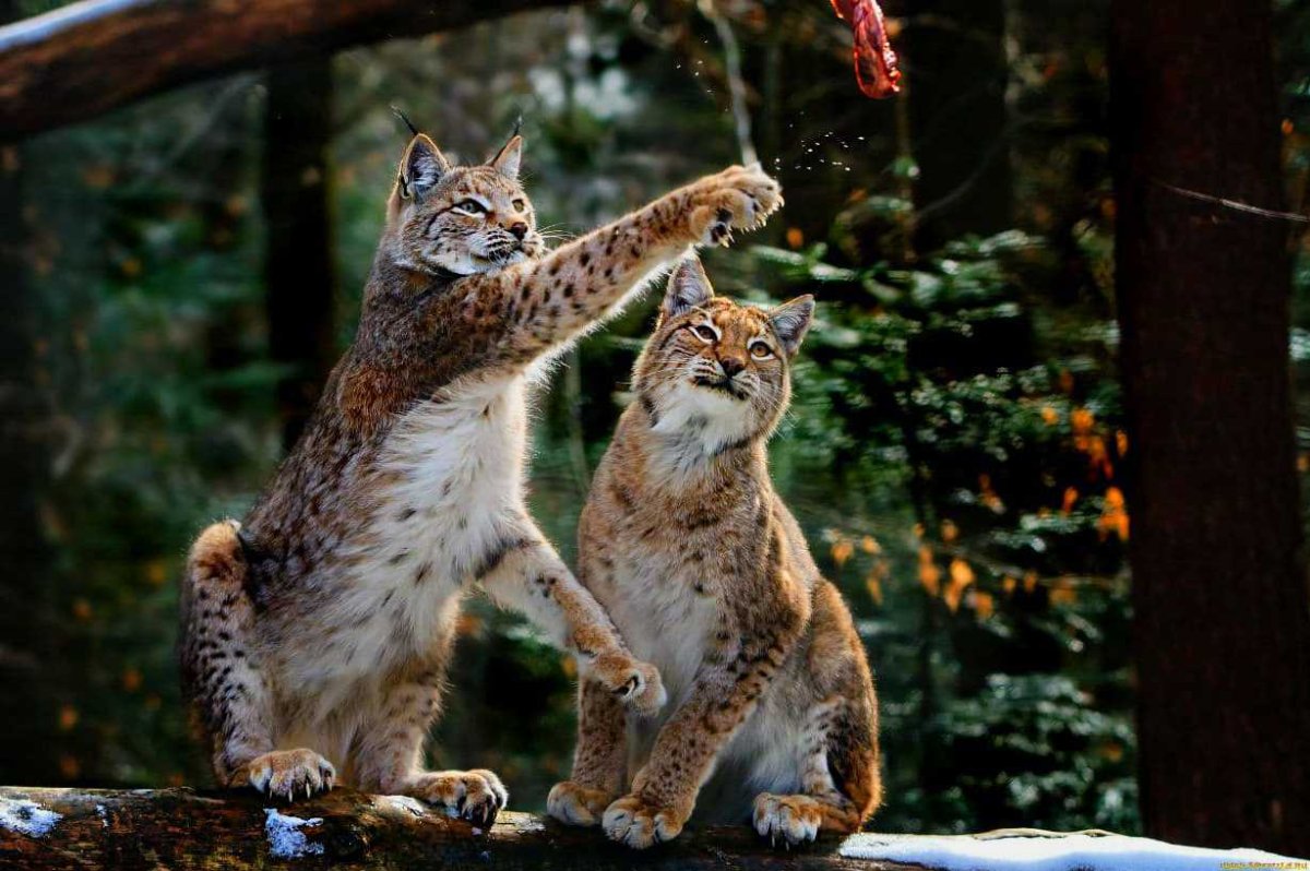 Рысь веселая