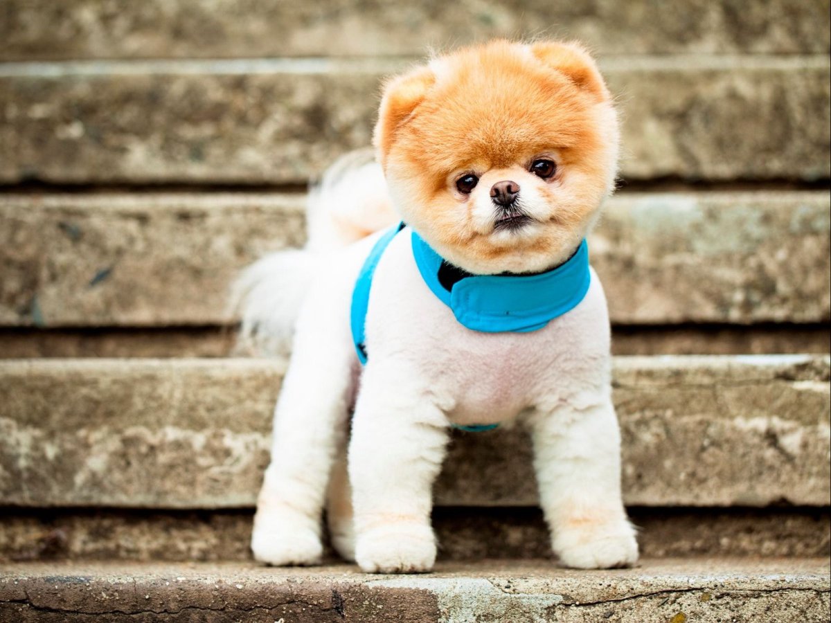 Чихуахуа м̥и̥л̥а̥ш̥к̥а̥