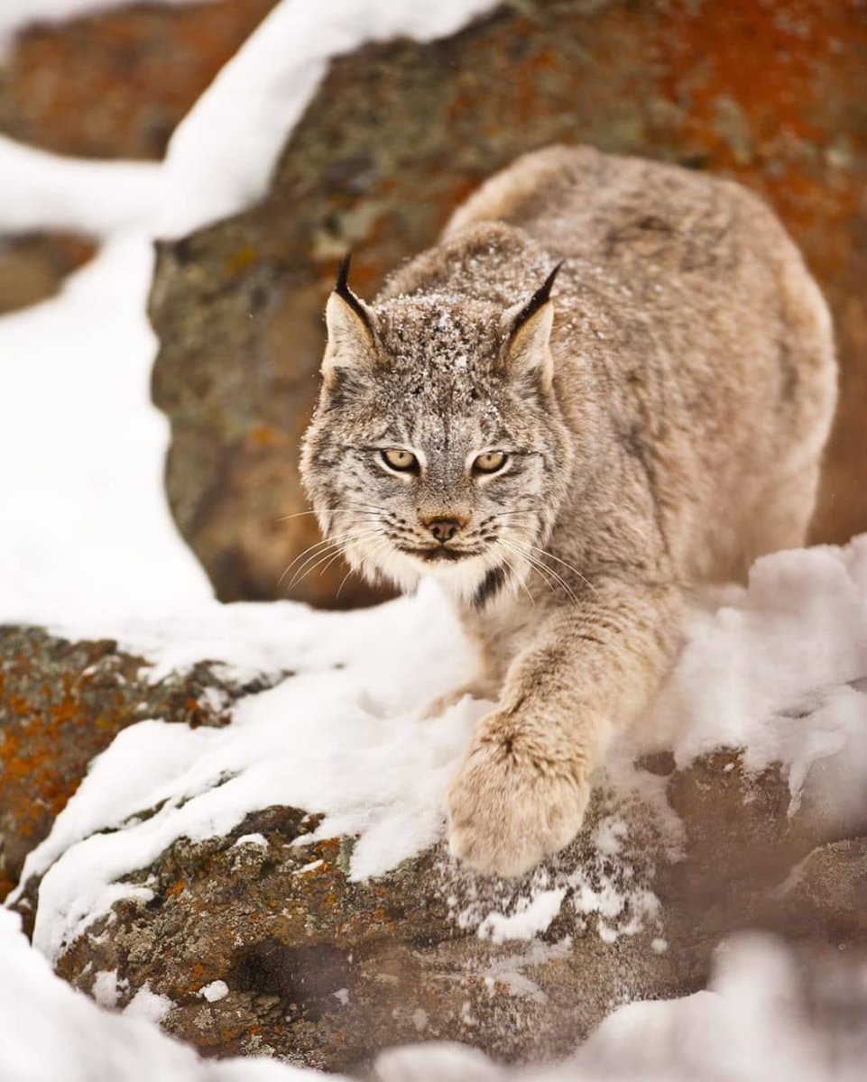 Канадская Рысь детеныш