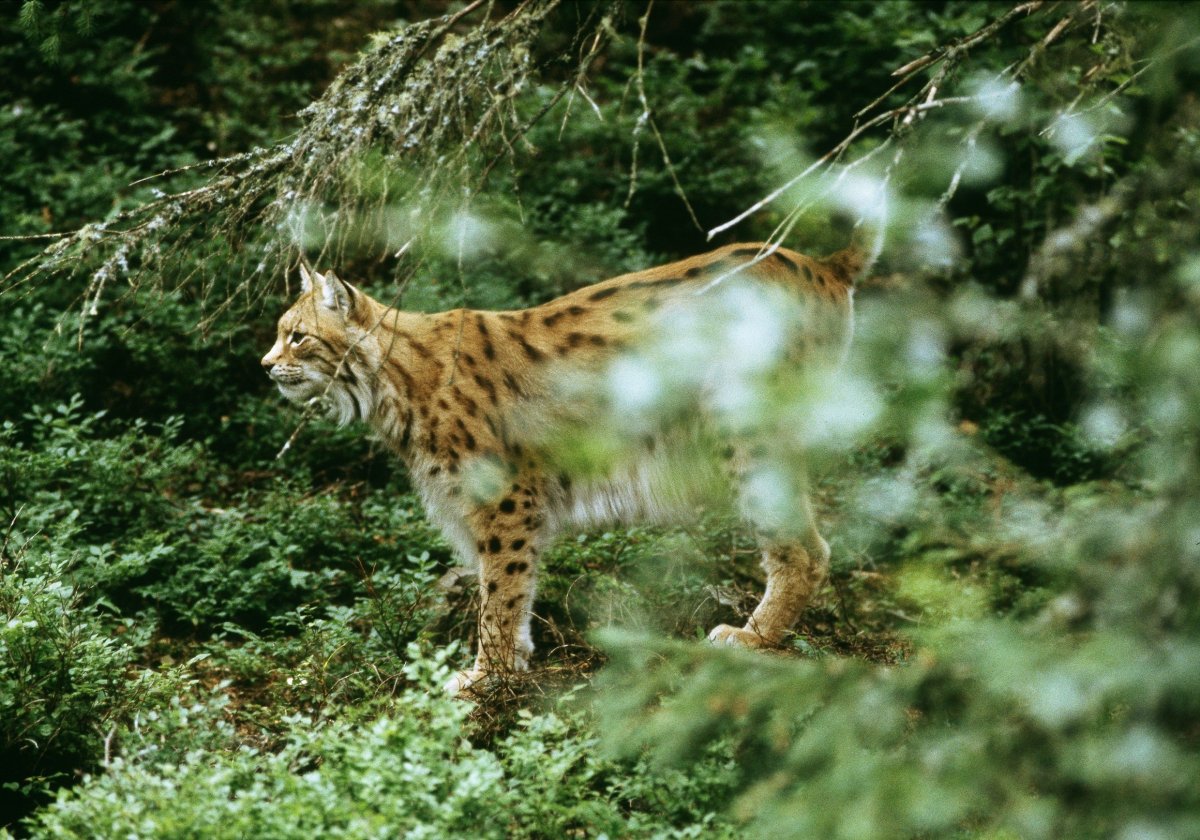 Рысь в смешанном лесу