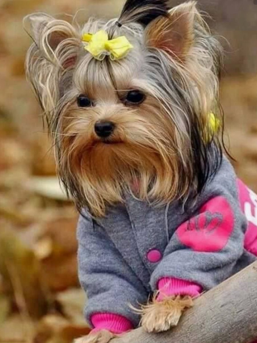 Карликовые собачки