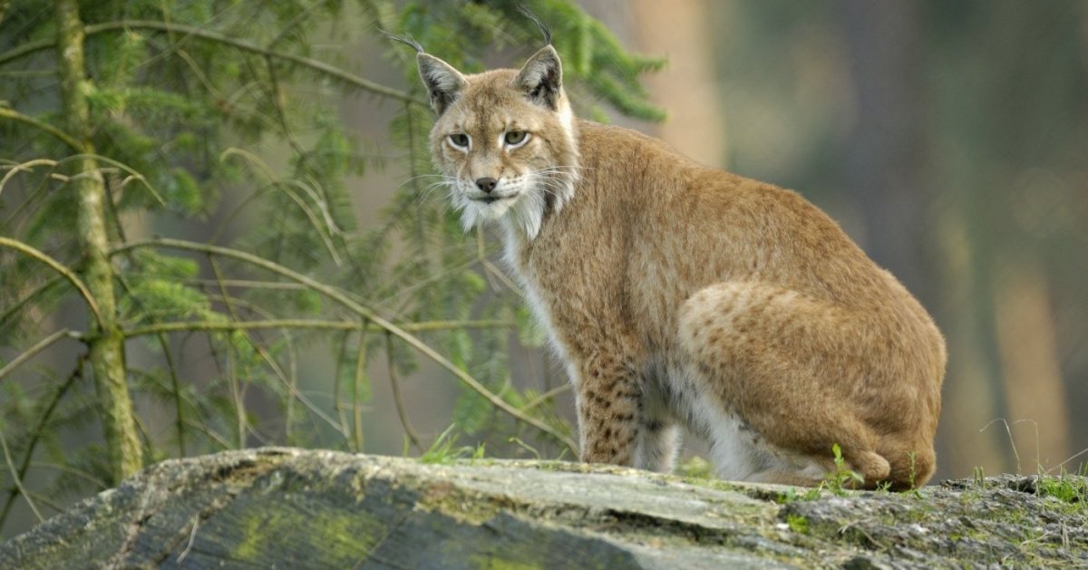 Рысь (l) (88565b)