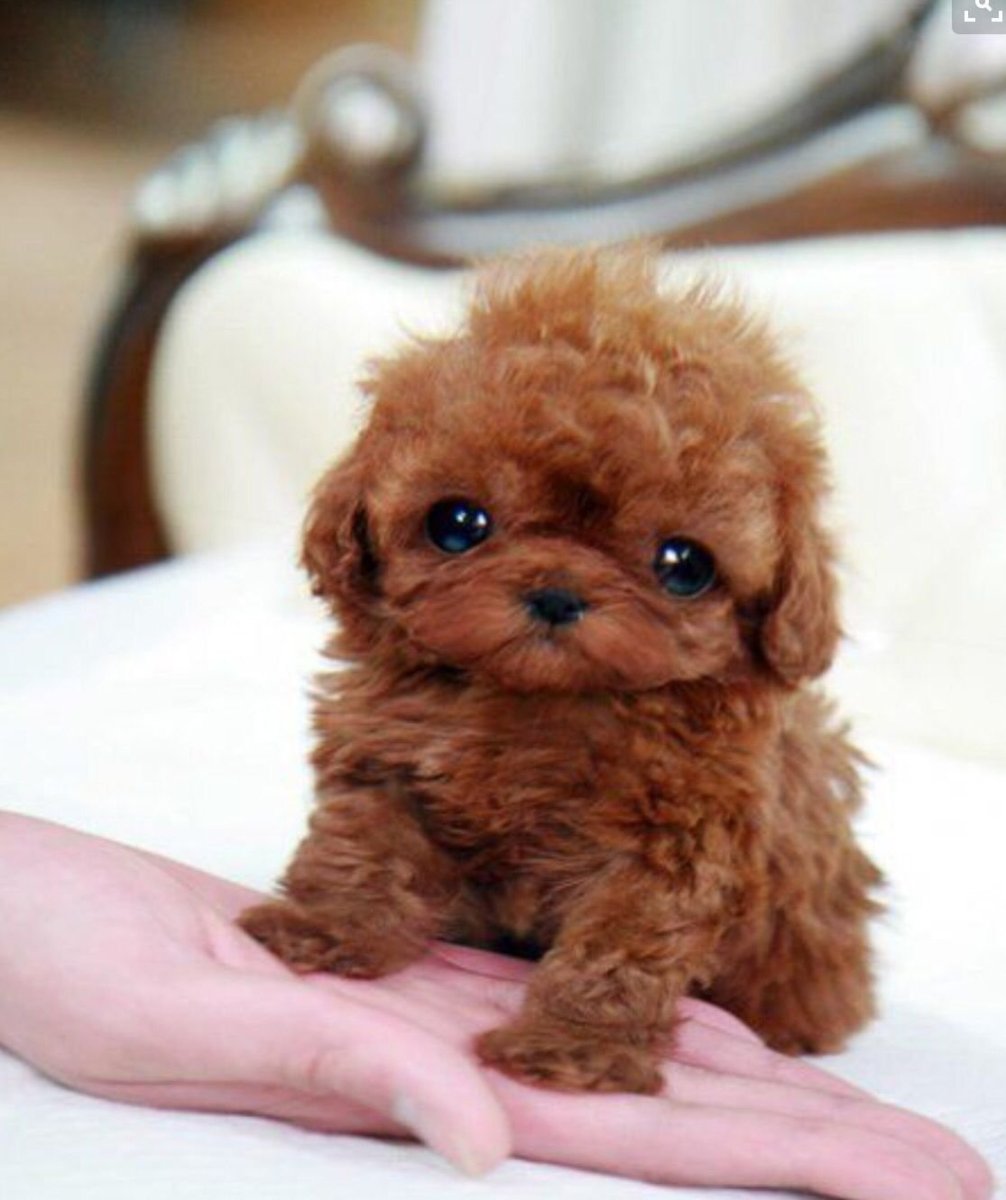 Чихуахуа Милли из Пуэрто-Рико