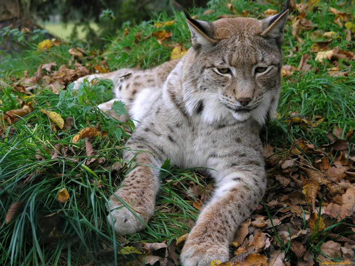 Рысь Сибирская Евроазиатская