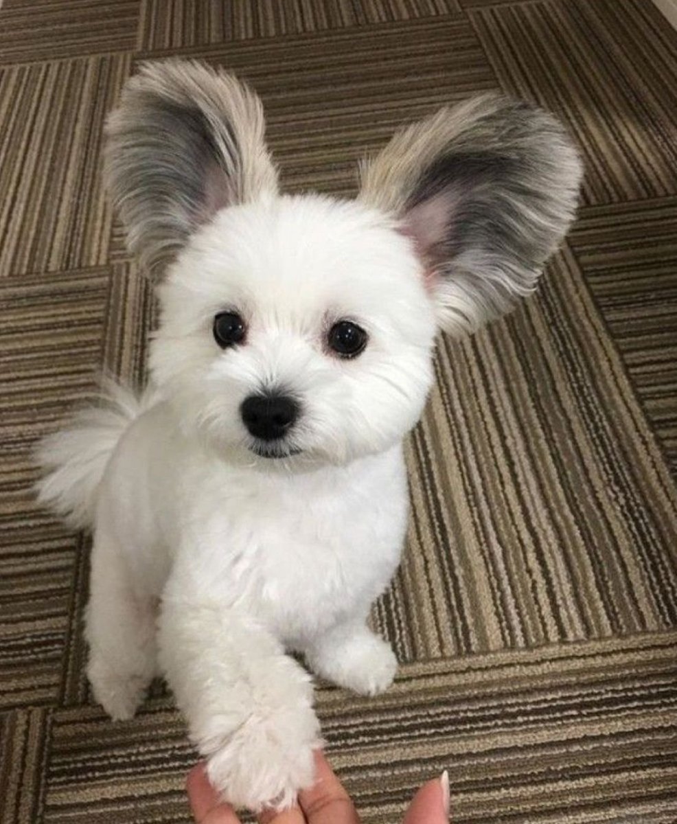 Кавалер Кинг чарльзспаниедь