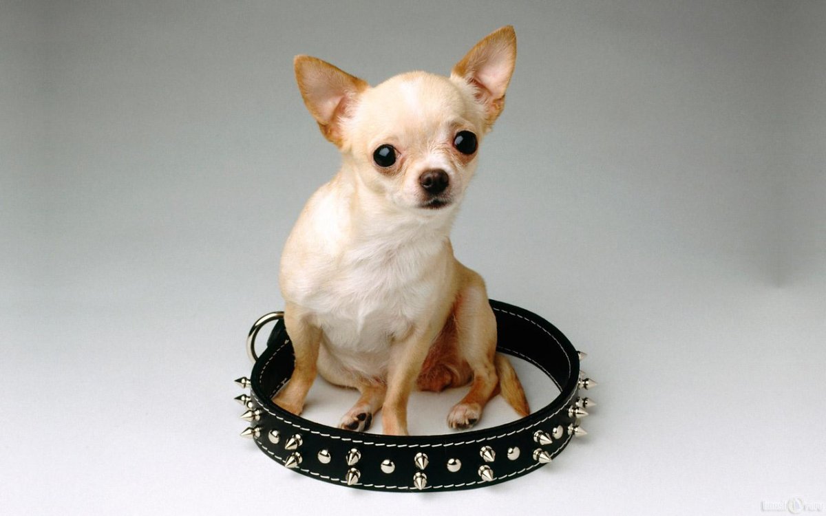 Пустыня чихуахуа