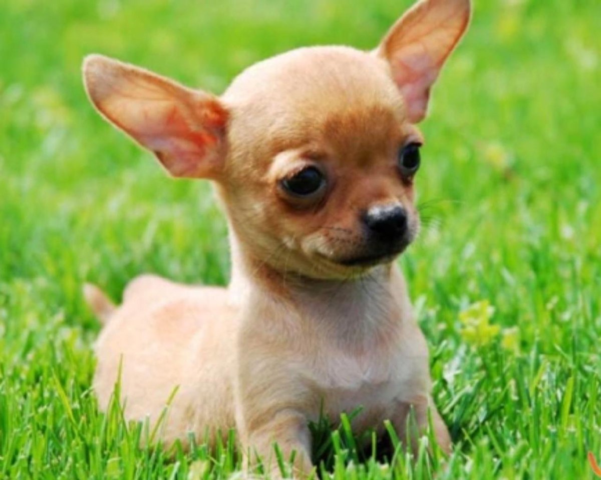 Маленькие домашние собачки