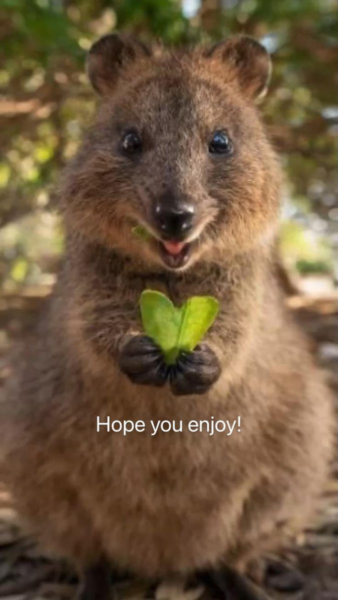 Кенгуру Квокка