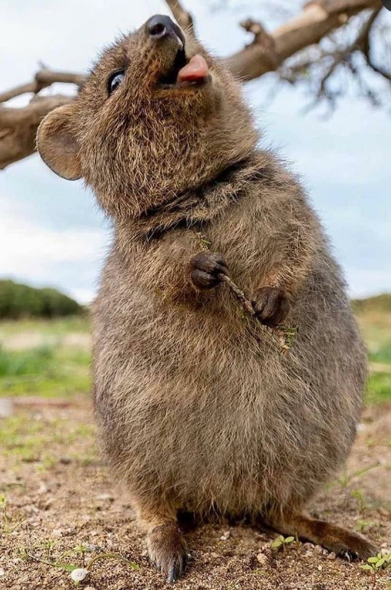 Квокка СКЗУ Хан