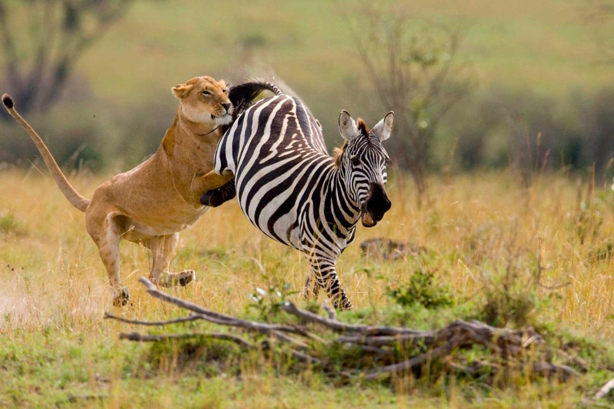 Охота Льва на зебру