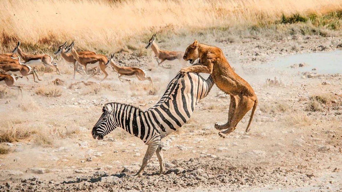 Лев охотится на зебру