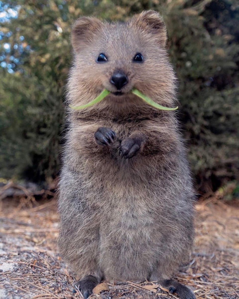 Карликовый кенгуру Квокка