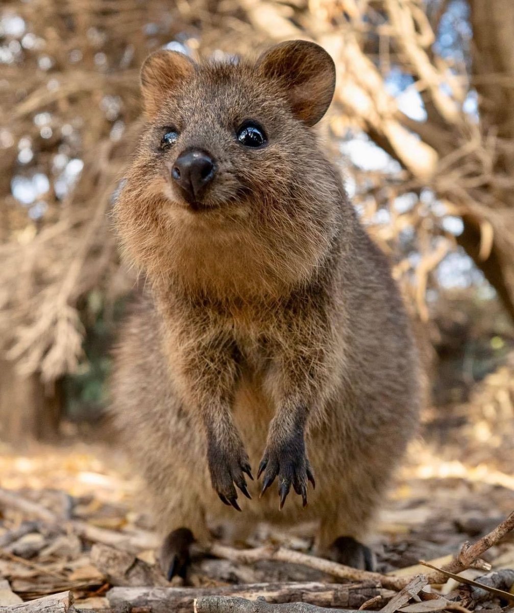 Квокка Джисон