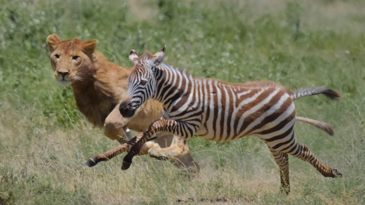 Зебра лягает Льва