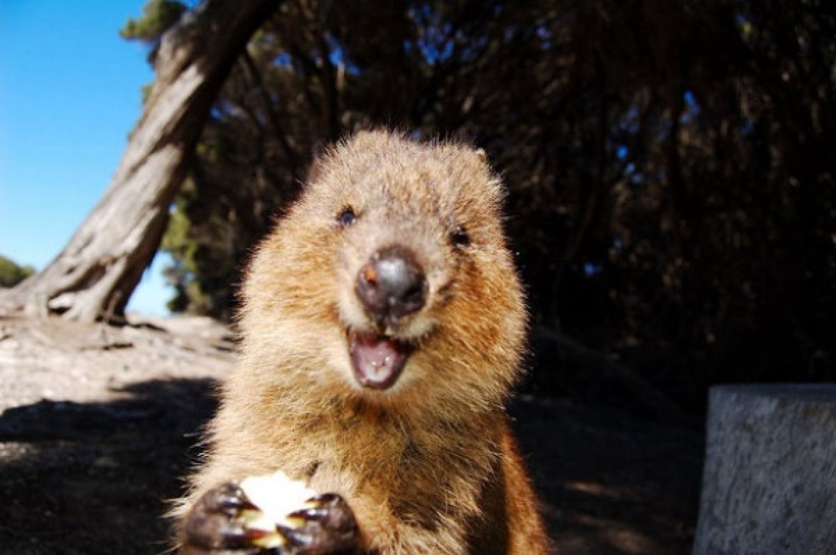 Куока Австралия