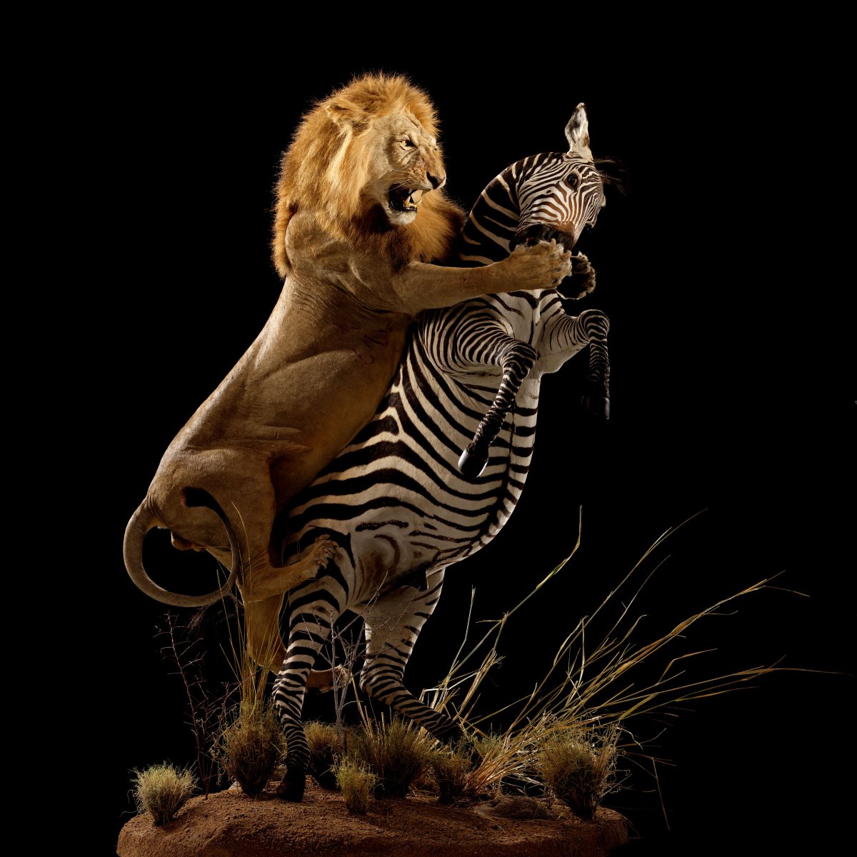 Картинки Зебра и Лев