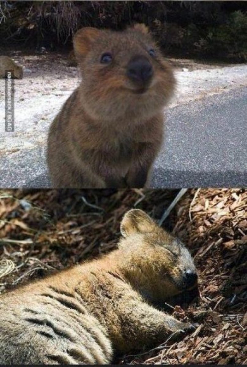 Самое счастливое животное Квокка