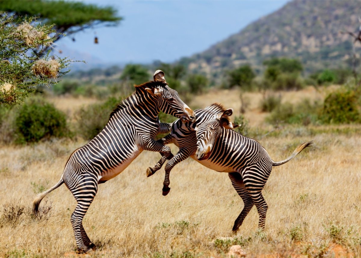 Самбуру Зебра