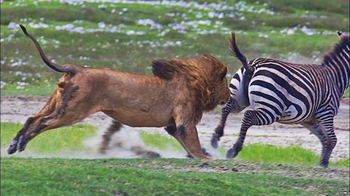 Зебра лягает Льва