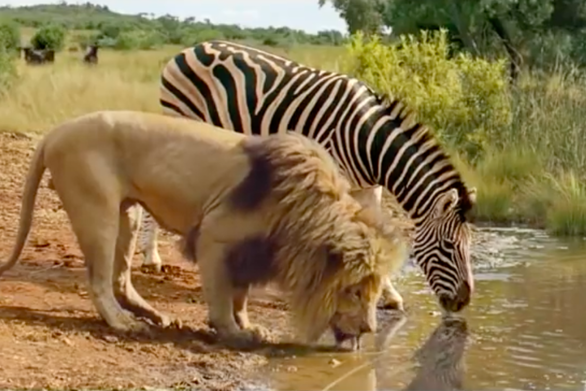 Лев и Зебра на водопое