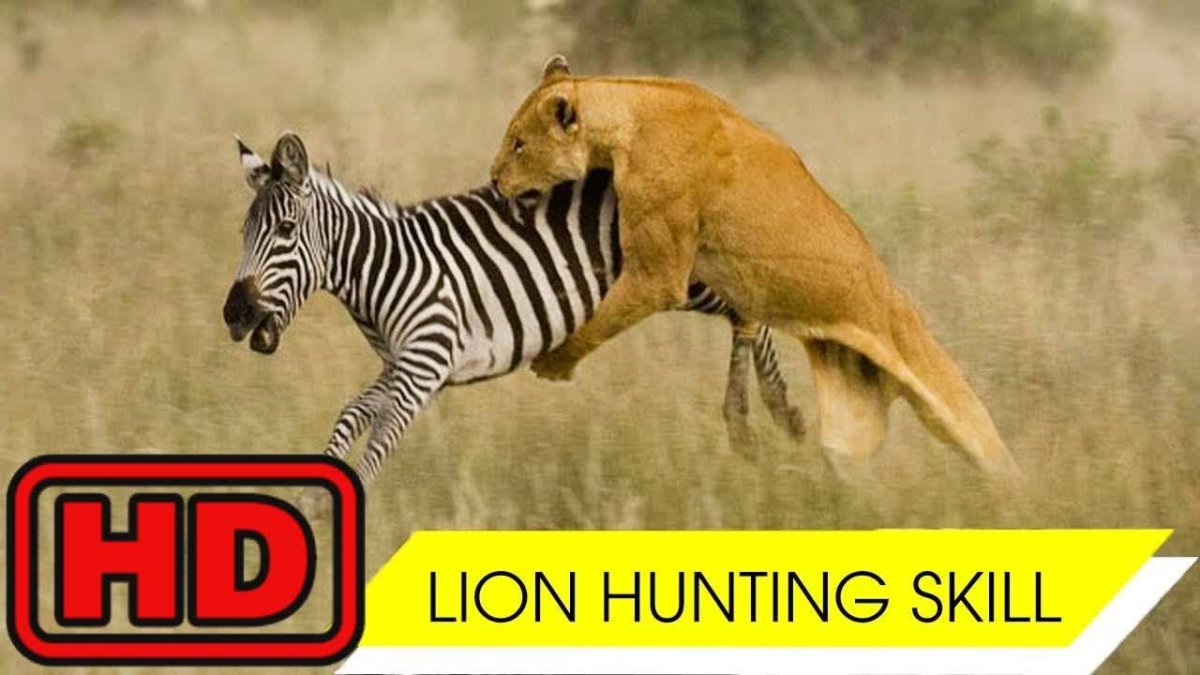 Лев охотится на зебру