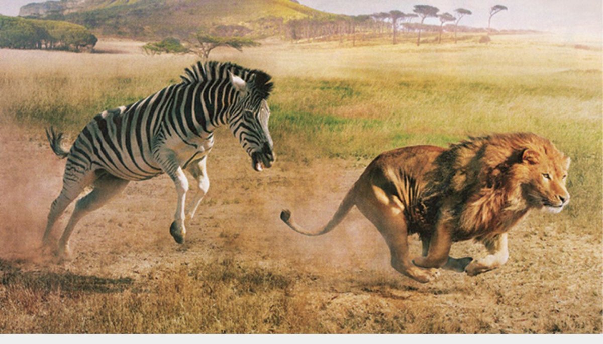 Реклама Сникерс Лев и Зебра