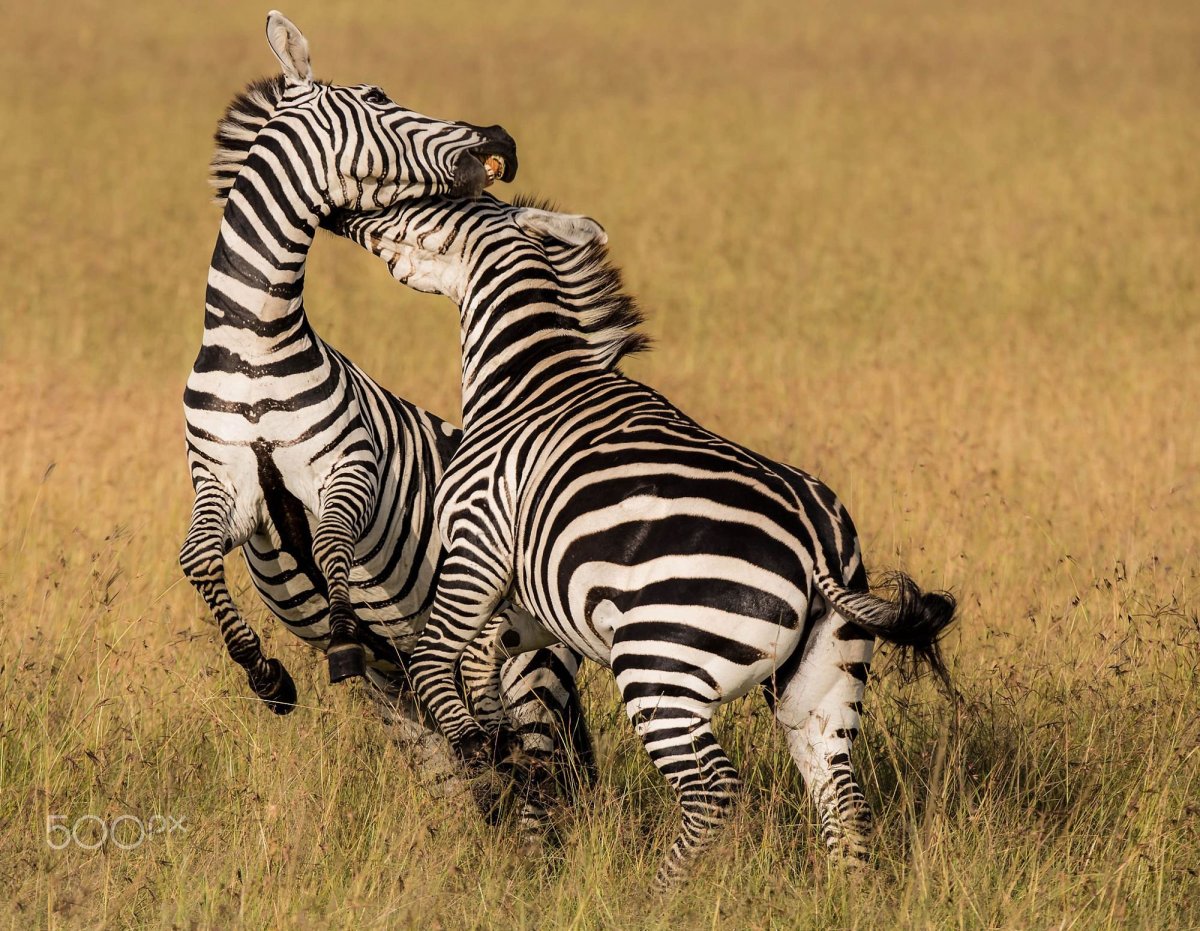 Король Лев охота на зебру