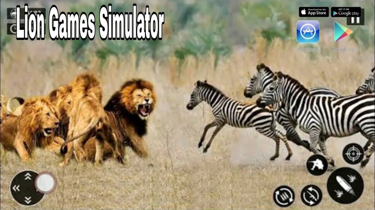 Лев охотится на зебру