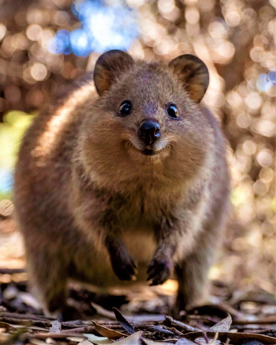 Квокка (короткохвостый кенгуру)