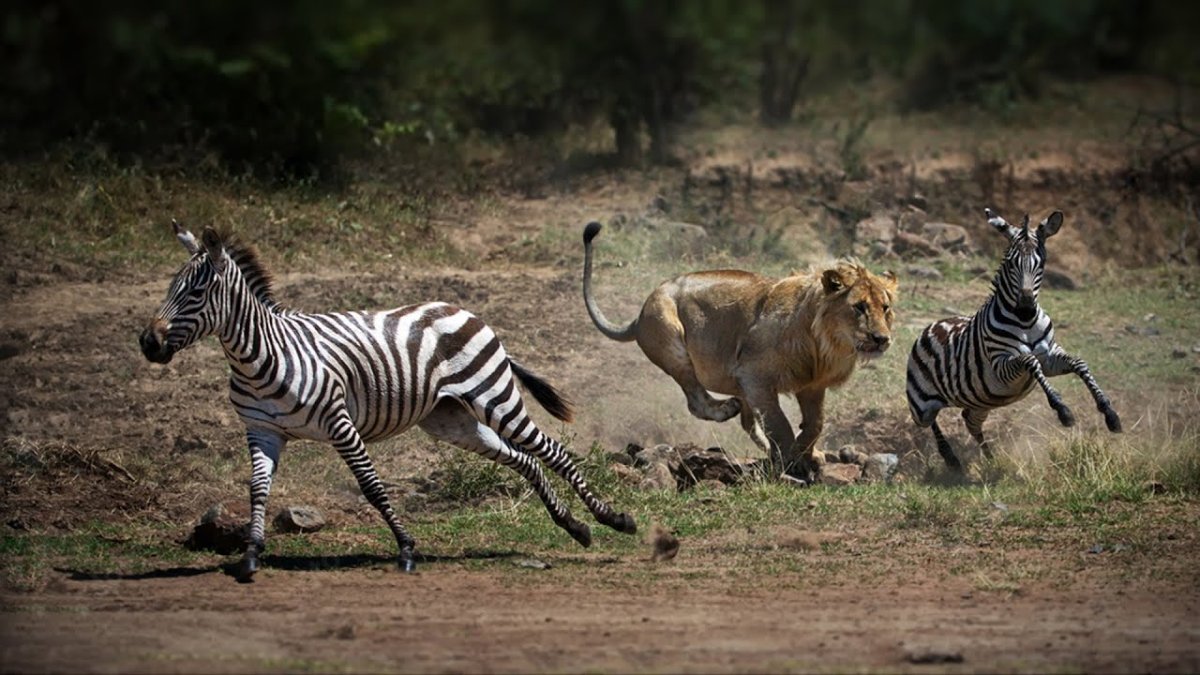 Попки гуляют по Африке