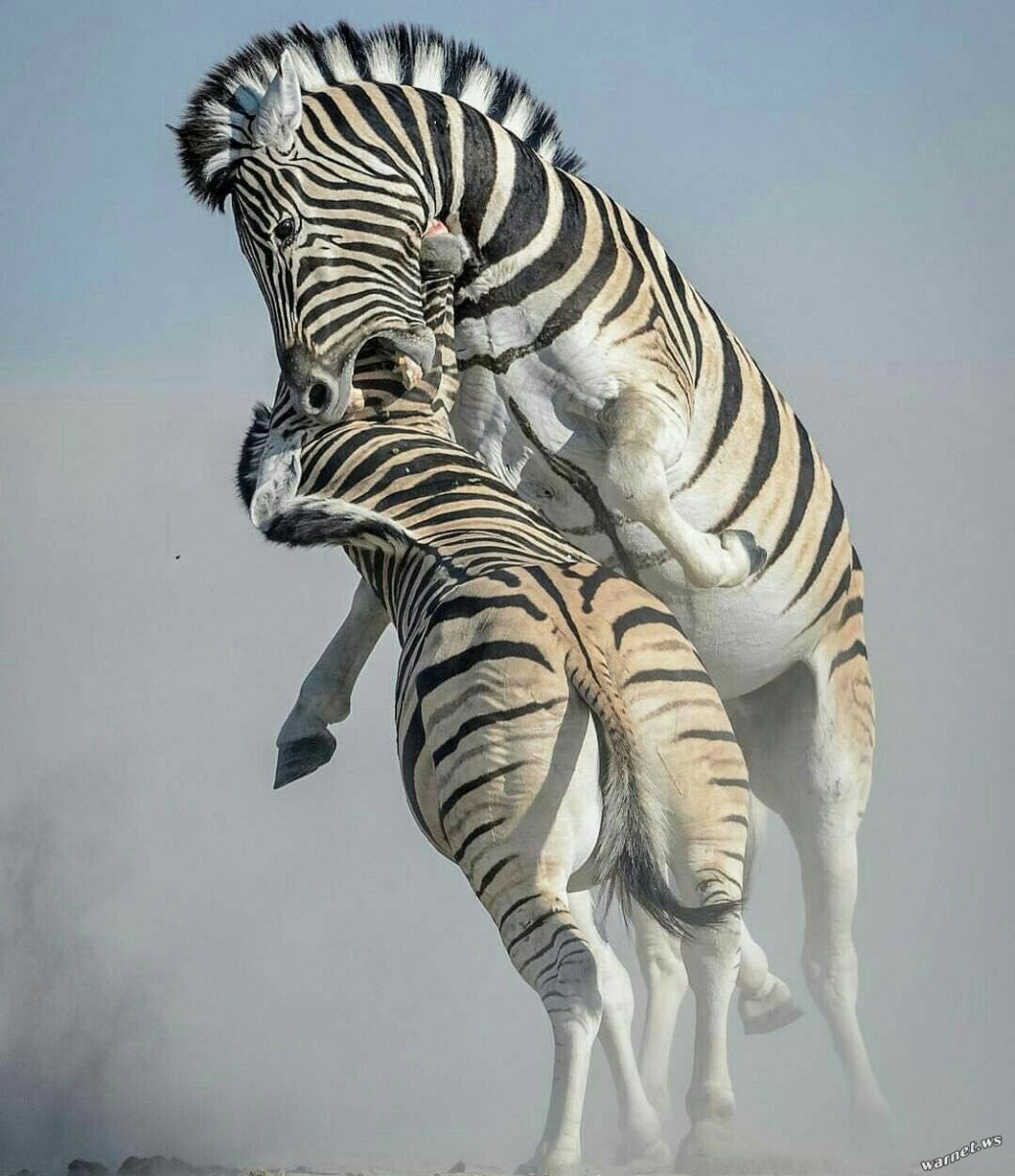 Анатомия зебры