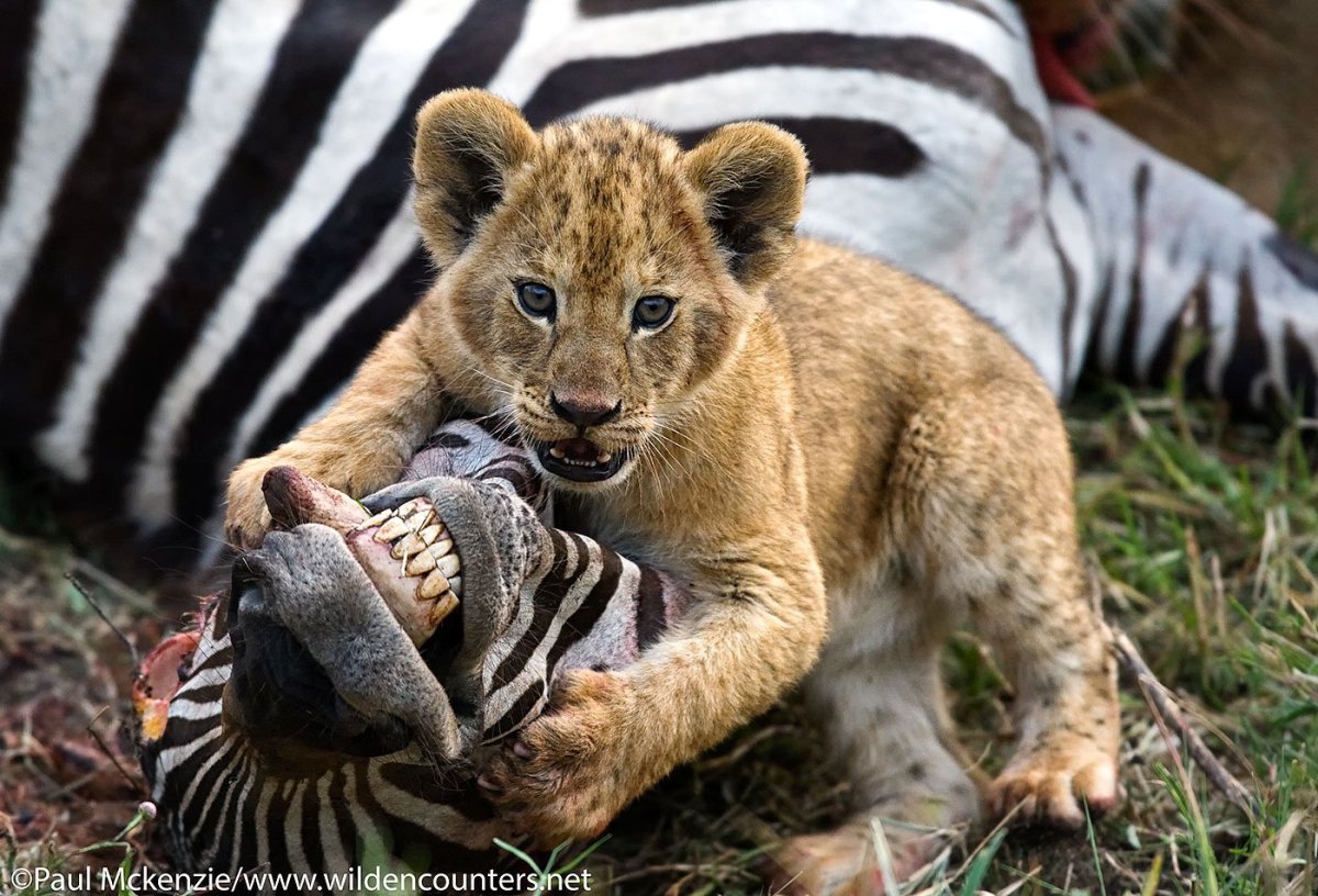Львенок на охоте