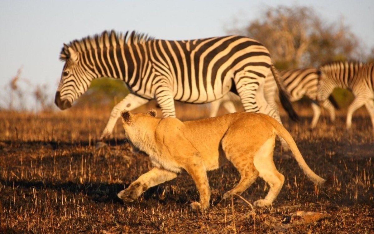 Лев и Зебра