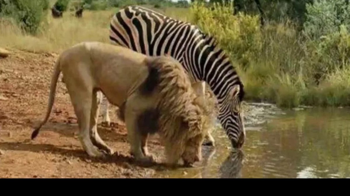 Зебра высокого разрешения