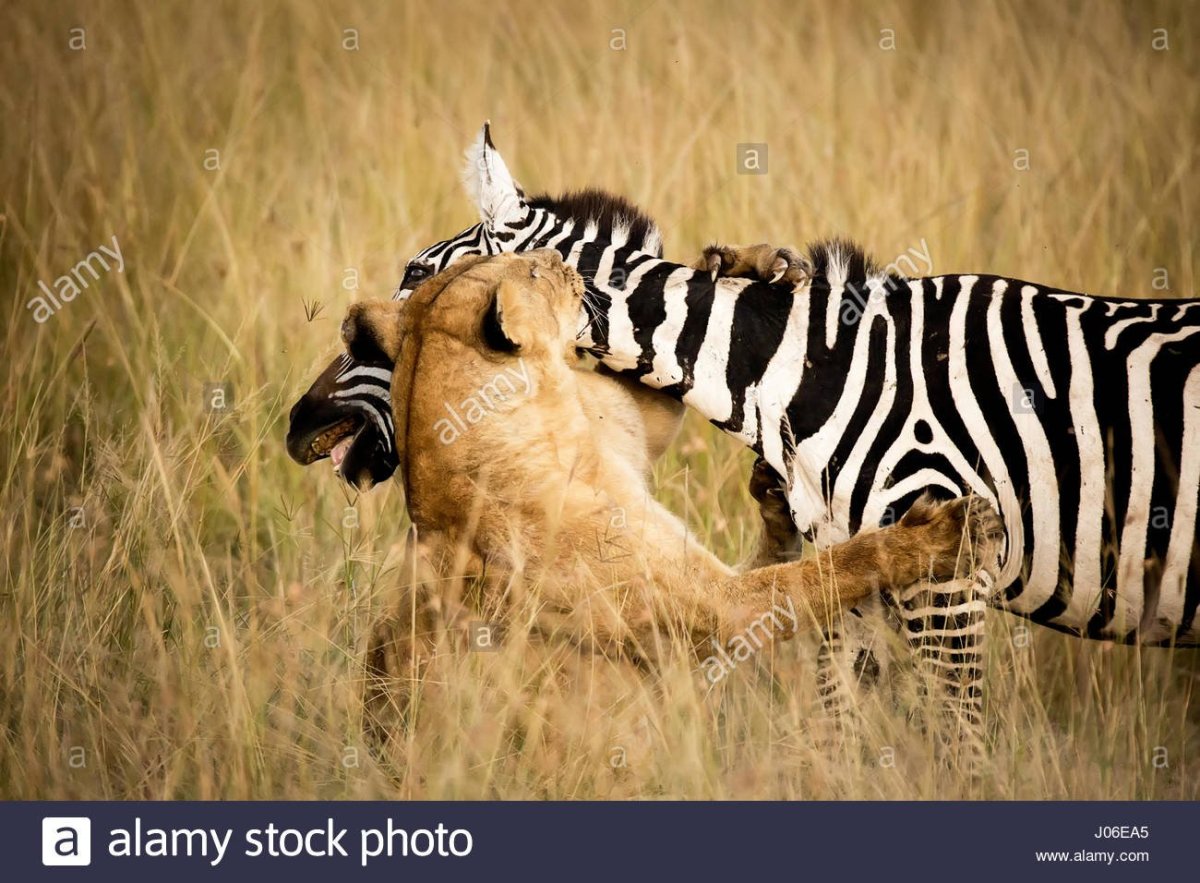 Охота Льва на зебру