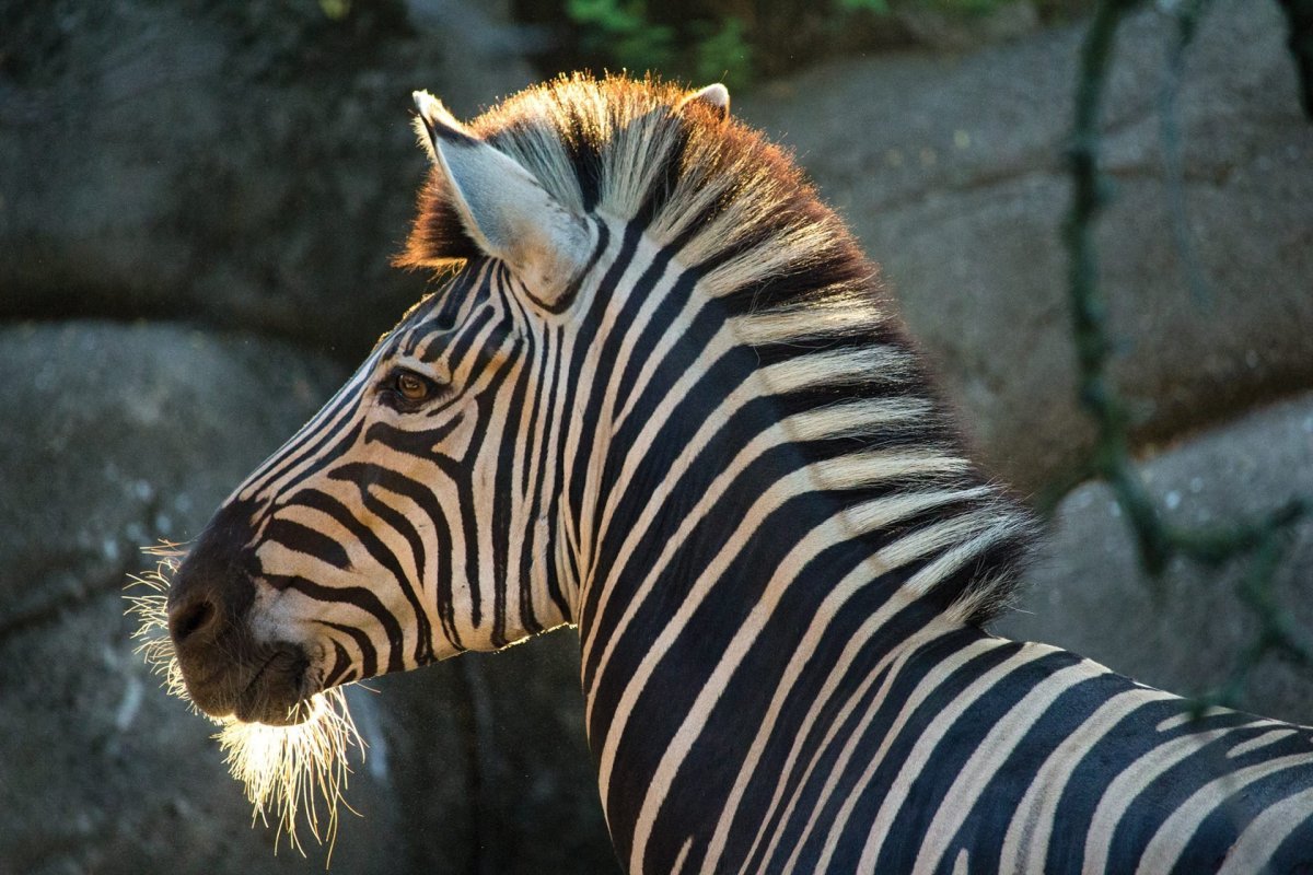 Семья животных Зебра